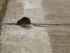 7 Reasons Rodent Problems Get Worse Without Proper Pest Management
