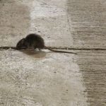 7 Reasons Rodent Problems Get Worse Without Proper Pest Management