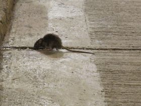 7 Reasons Rodent Problems Get Worse Without Proper Pest Management