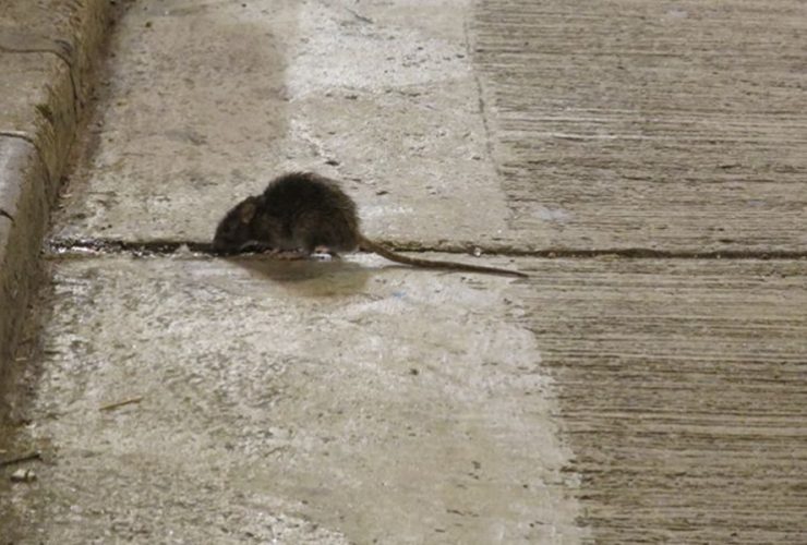 7 Reasons Rodent Problems Get Worse Without Proper Pest Management