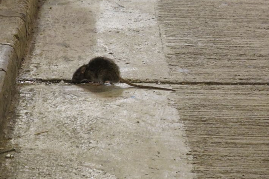 7 Reasons Rodent Problems Get Worse Without Proper Pest Management