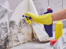 How a Mould Removal Professional Saves Your Property Value