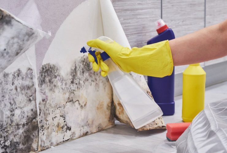 How a Mould Removal Professional Saves Your Property Value