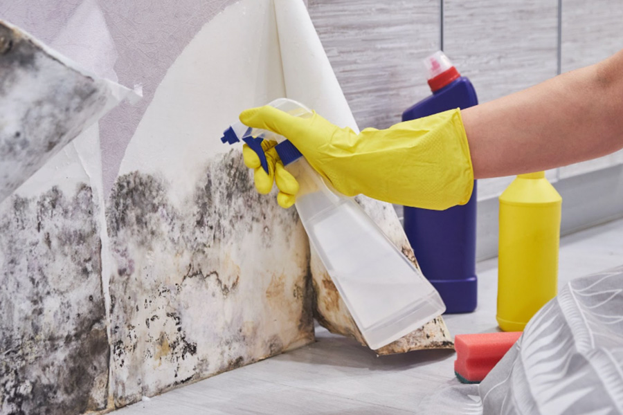 How a Mould Removal Professional Saves Your Property Value