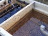 A Complete Guide to Koi Pond Filtration