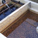 A Complete Guide to Koi Pond Filtration